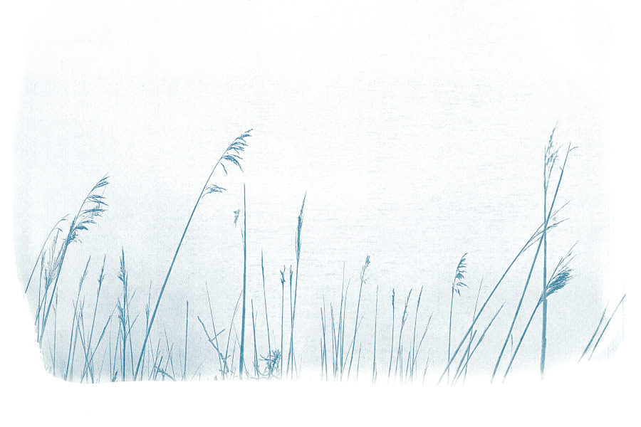 photographie cyanotype végétaux
