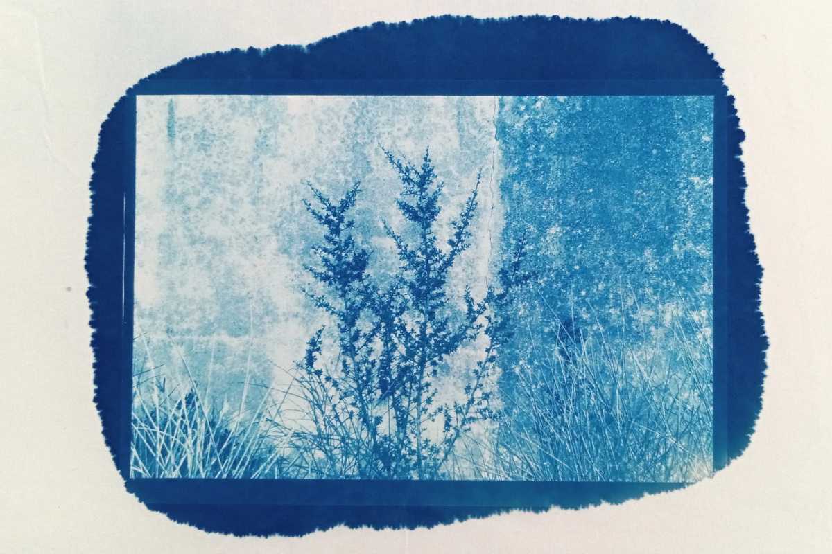 Cyanotype mémoire camps Rivesaltes 3