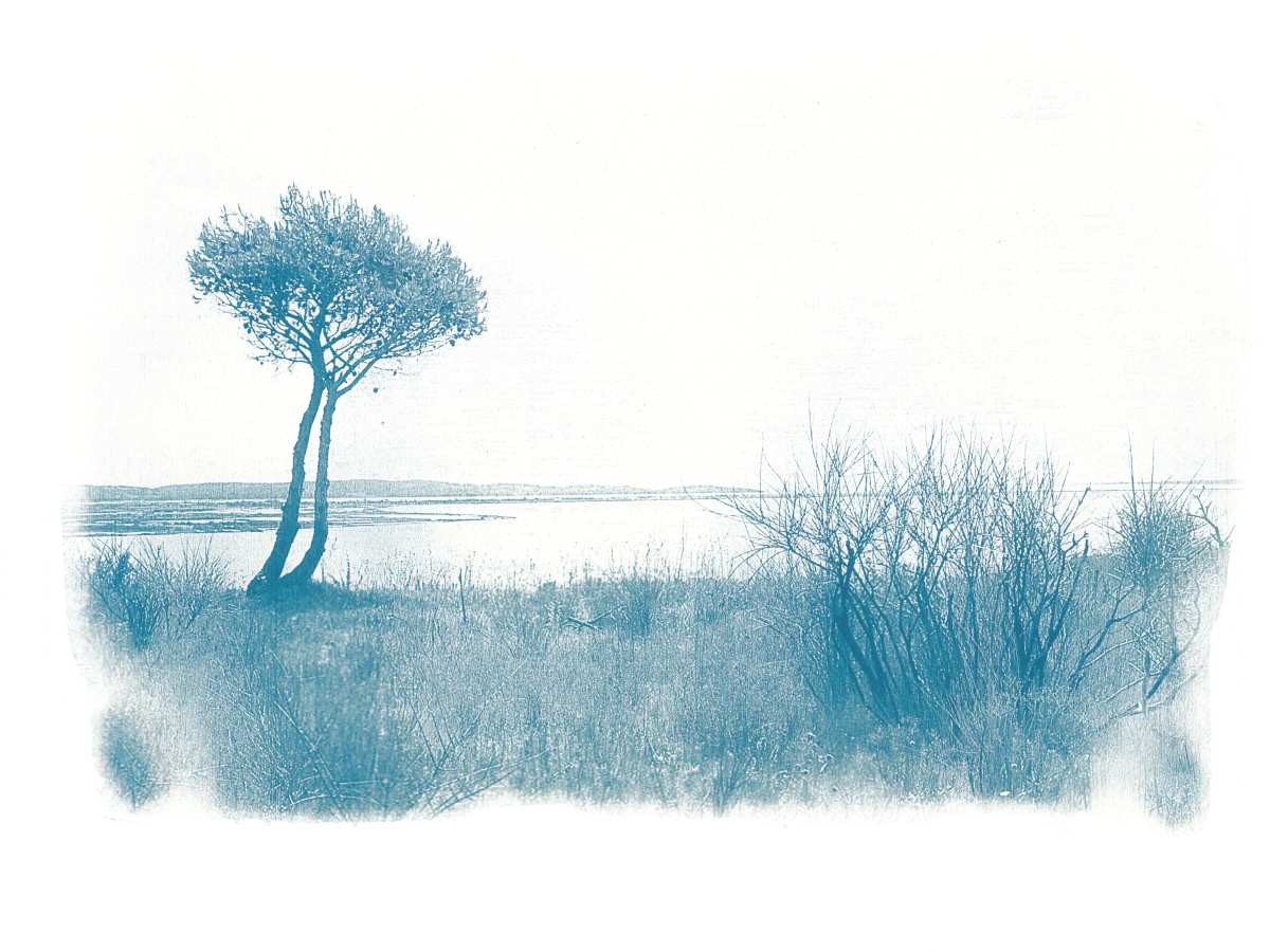 Cyanotype paysages sensibles 09