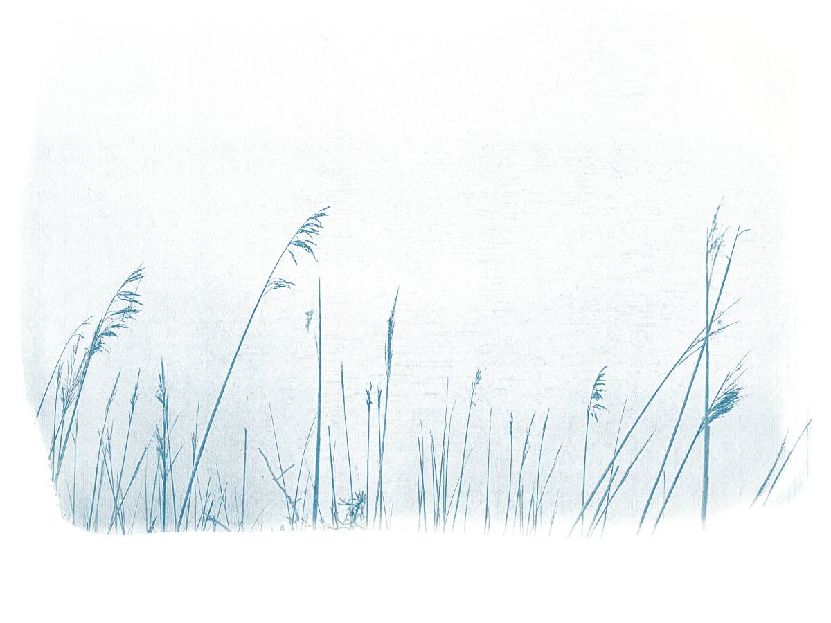 Cyanotype paysages sensibles 10
