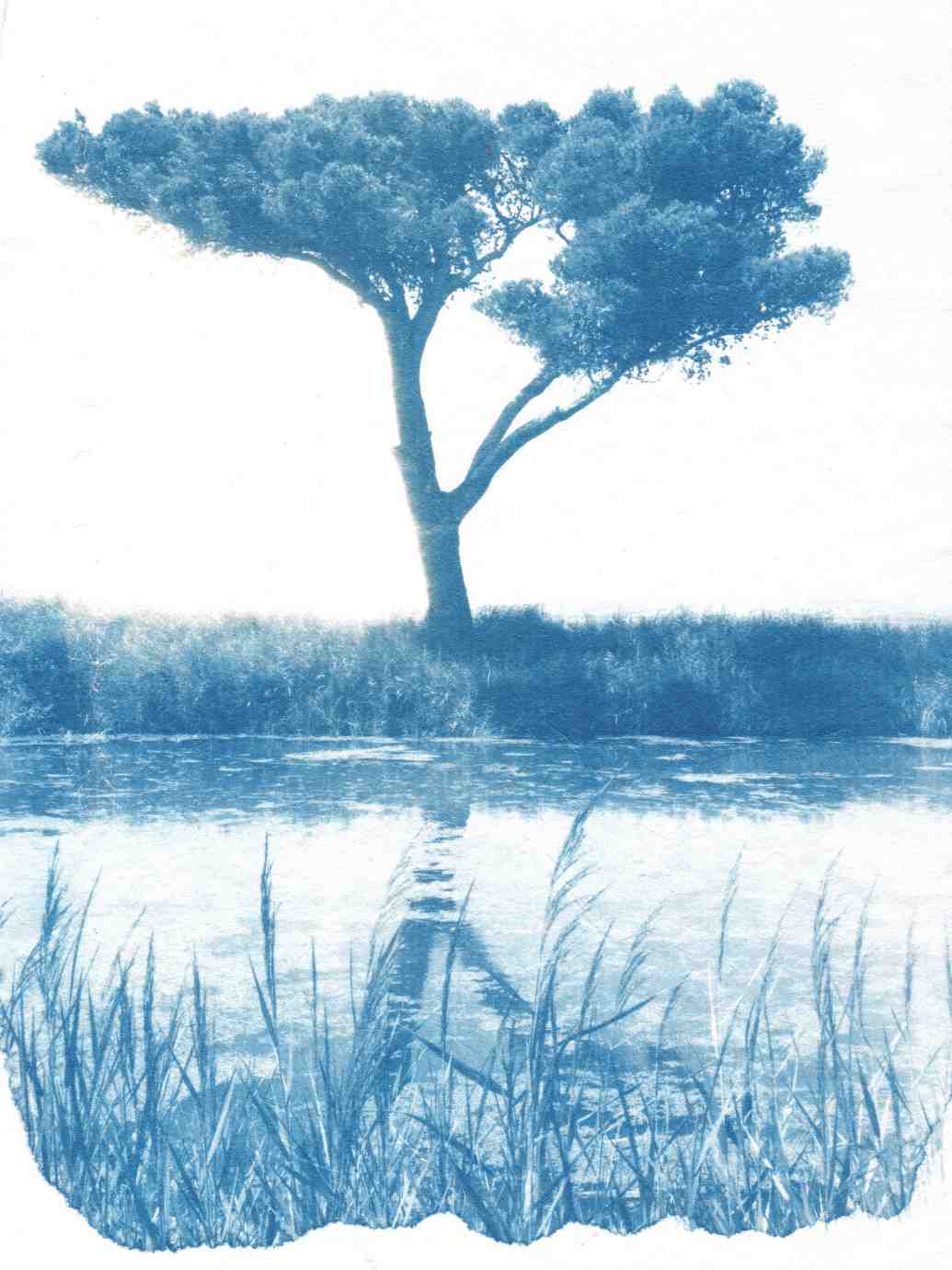 Cyanotype paysages sensibles 15