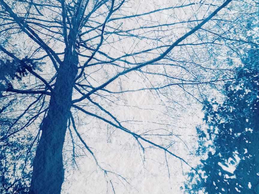 Cyanotype paysages sensibles 17
