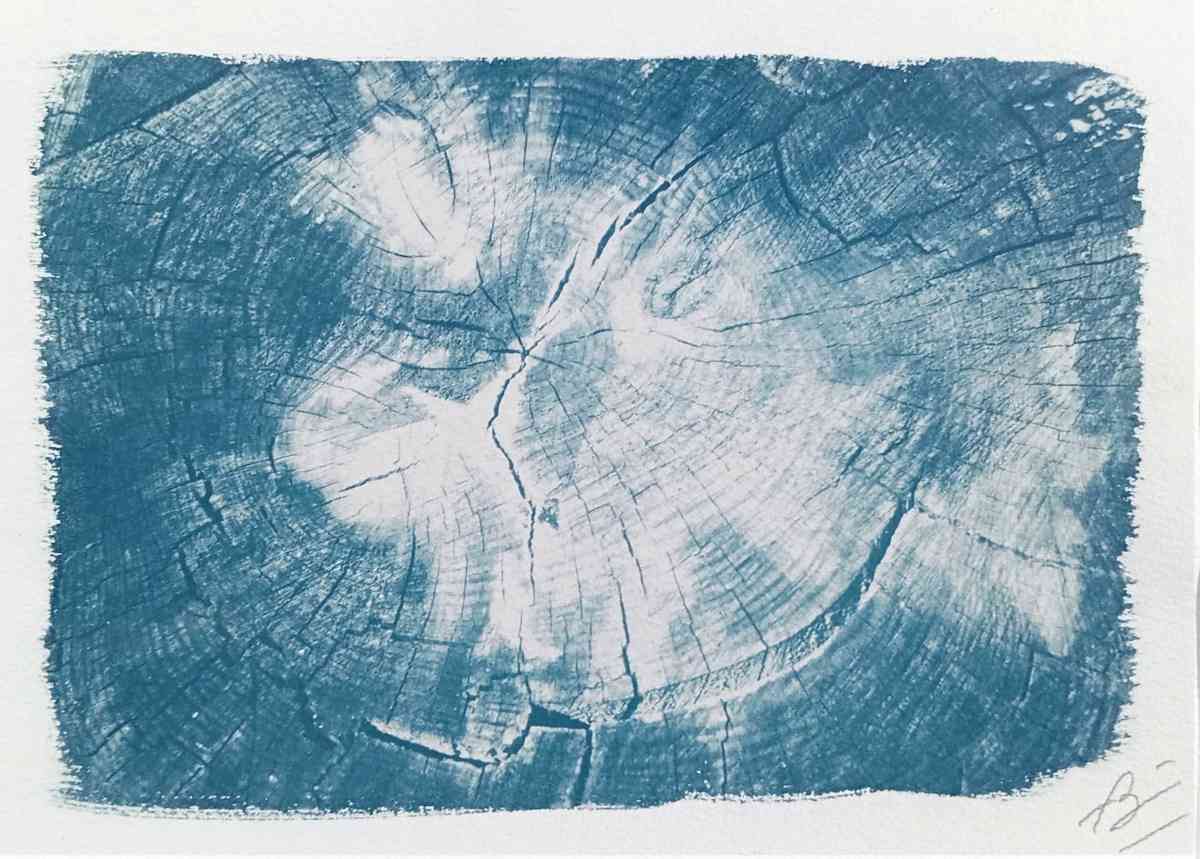 Cyanotype paysages sensibles 19