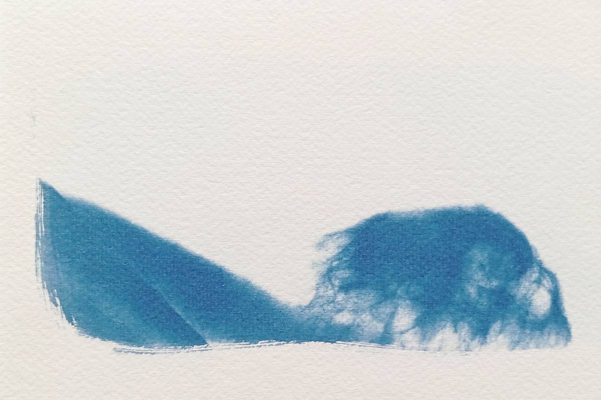 Cyanotype radiographie Paysages Intérieurs 07