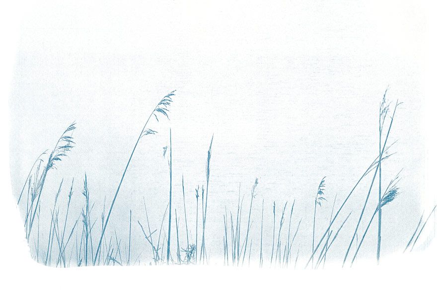 photographie cyanotype végétaux