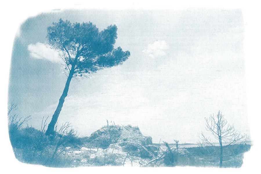 cyanotype paysage avec pin 