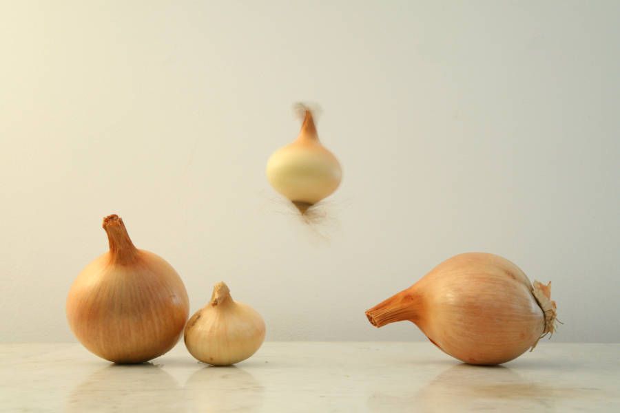 photographie nature morte oignon